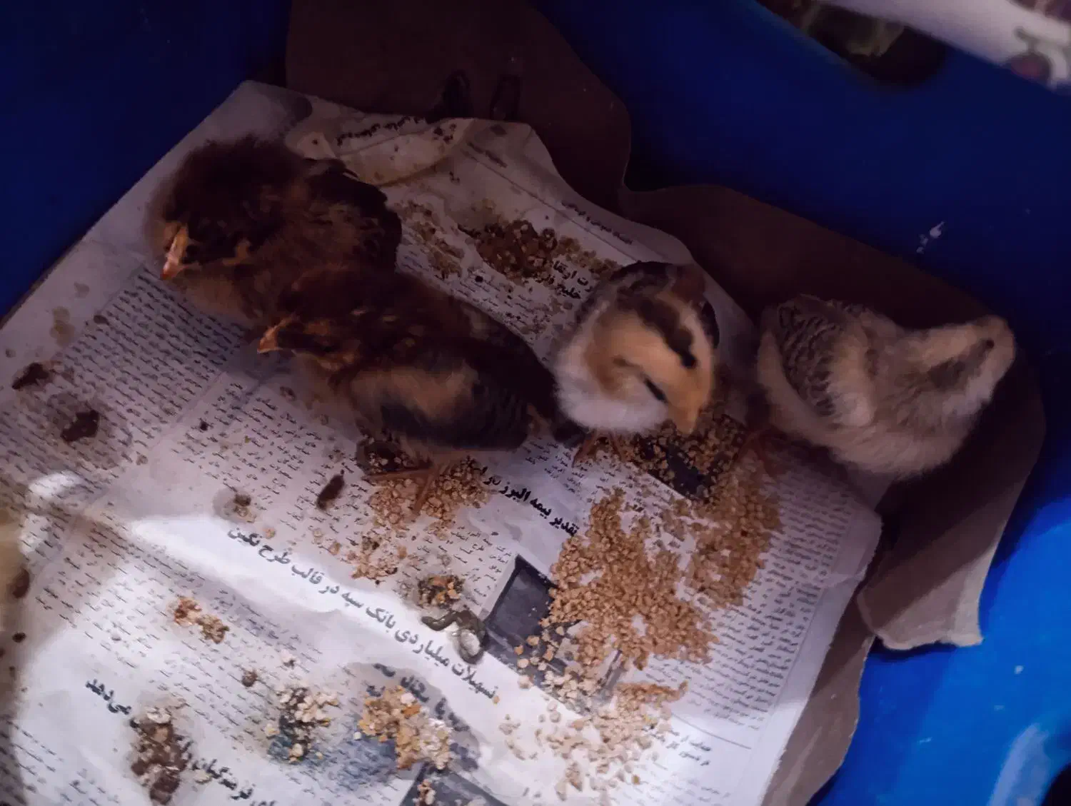 جوجه محلی ۲ هفته ای|حیوانات مزرعه|بهشهر, |دیوار