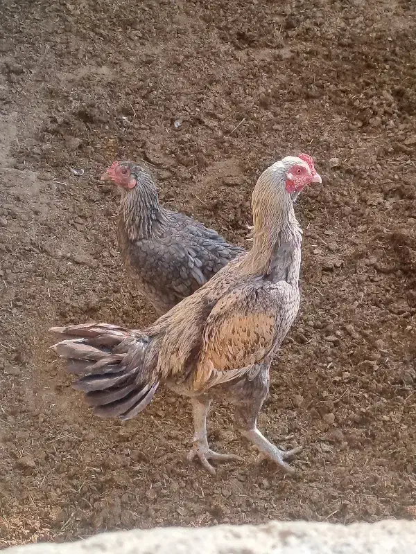 خروس دورگه و مرغ محلی|حیوانات مزرعه|رامند, |دیوار