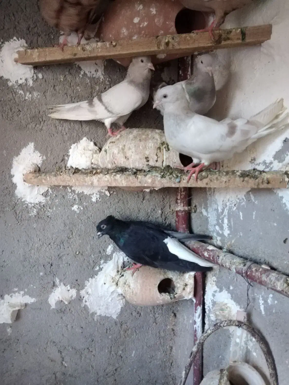 کبوتر|پرنده|فیروزه, |دیوار