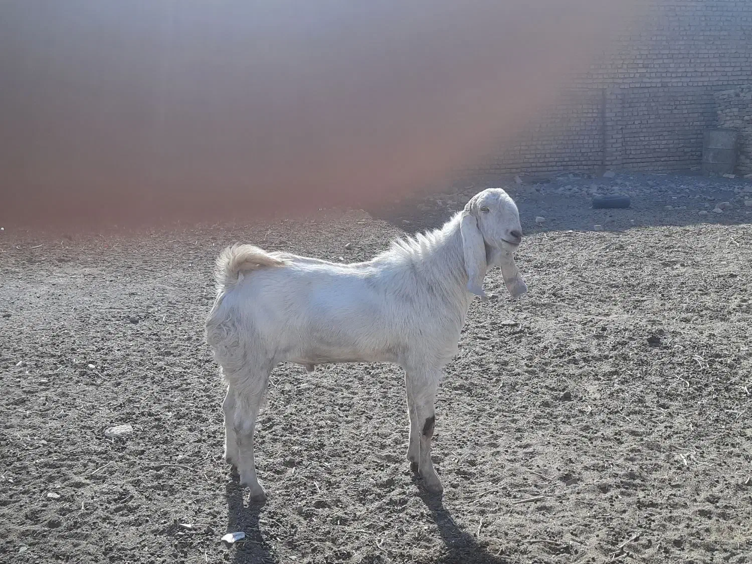 نربز گلابی پیام بدین شماره تماس بدم|حیوانات مزرعه|بردسکن, |دیوار