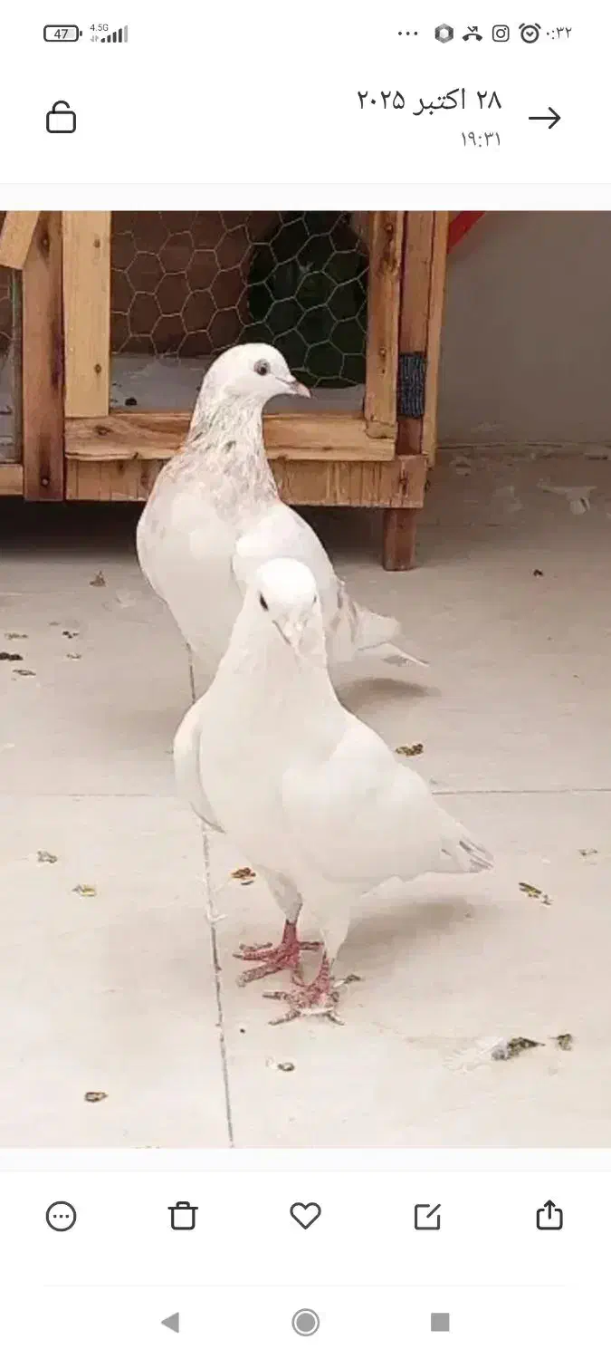 ماده هما پاچکمه گمشده|پرنده|پردیس, فاز ۶|دیوار