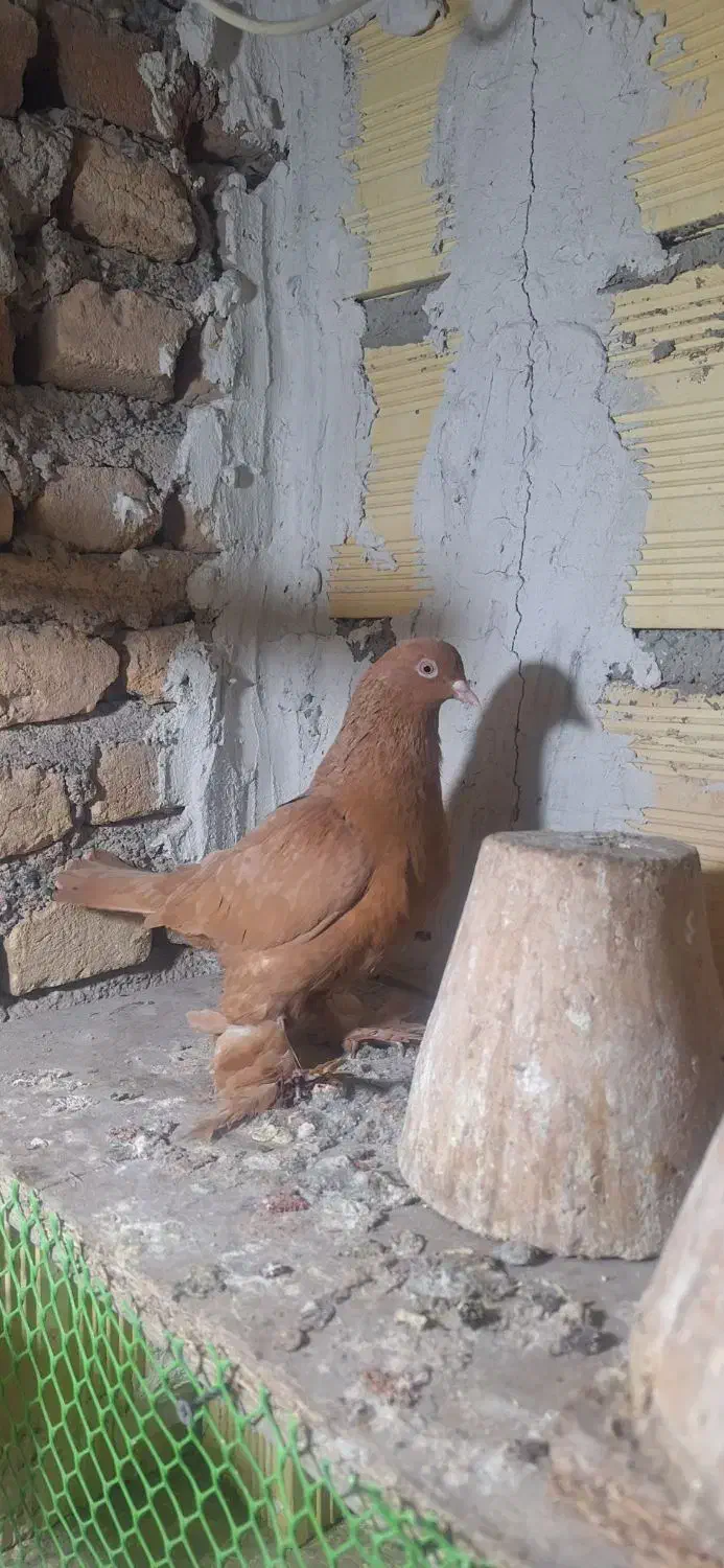 کبوتر|پرنده|تبریز, |دیوار