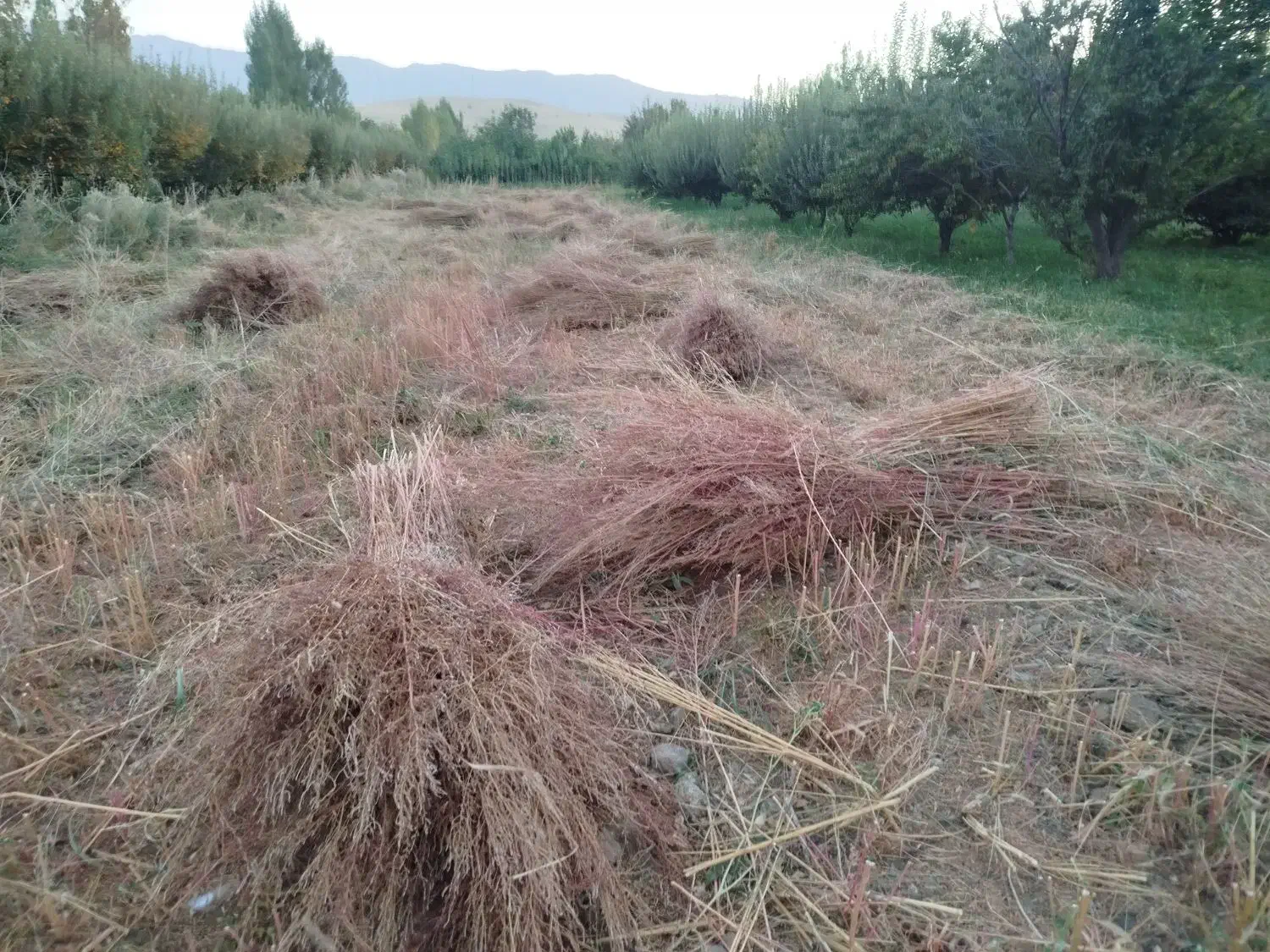 جارو|لوازم نظافت|نهاوند, |دیوار