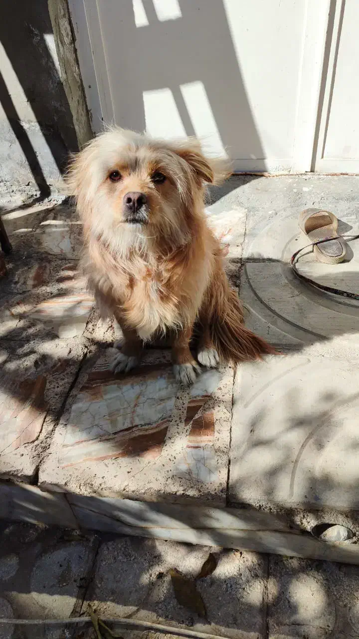 فروش سگ خانگی تمیز|سگ|داراب, |دیوار