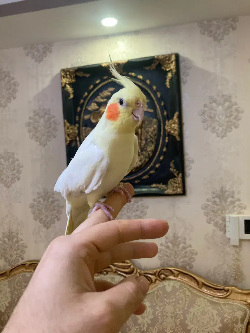 عروس هلندی مولد و بالغ و جوجه(گیرینچیک-ملنگو-راهب)|پرنده|رشت, یخسازی|دیوار