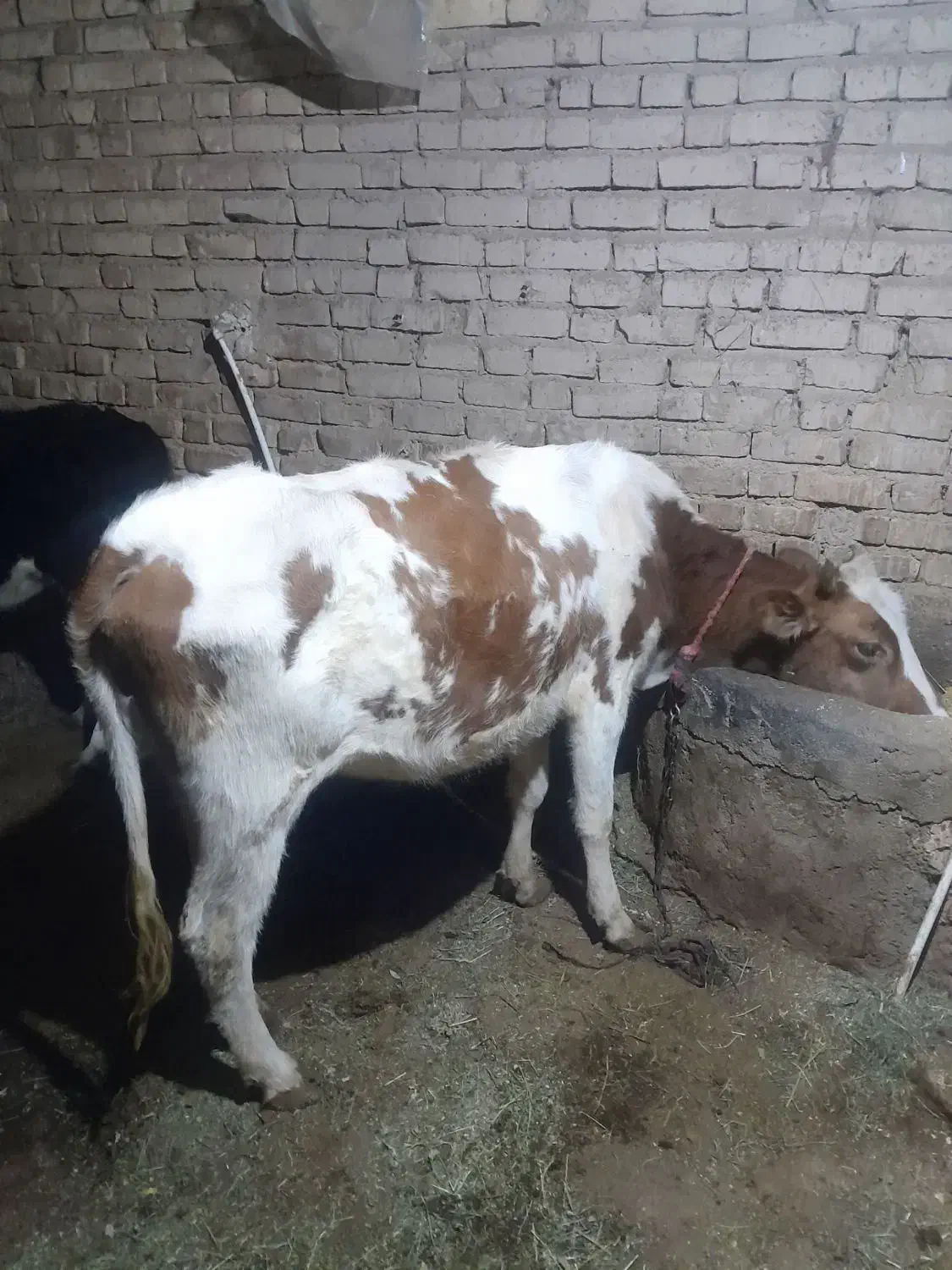 ۱۸۰۰۰۰۰|حیوانات مزرعه|تهران, شهرک فردوس (حسینی)|دیوار