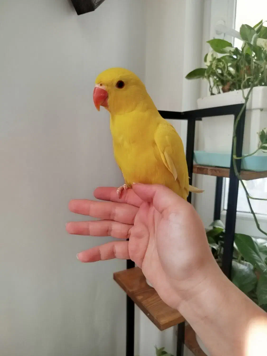 ملنگو زرد|پرنده|زرقان, |دیوار