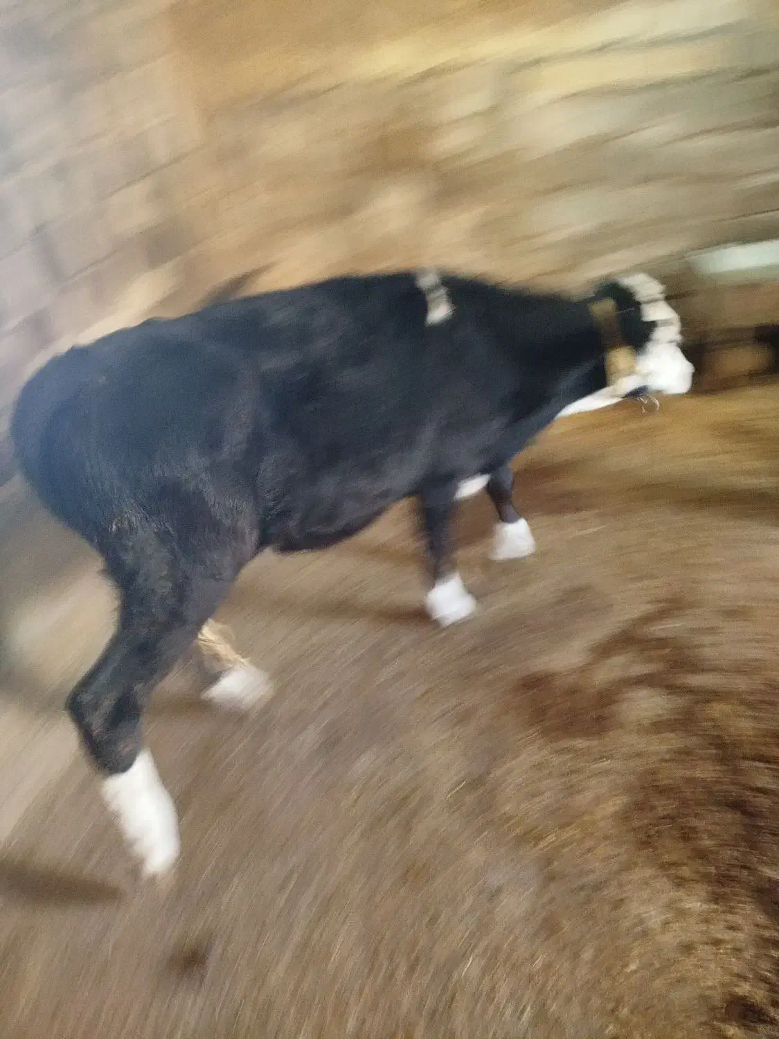 گوساله ماده|حیوانات مزرعه|زاغه, |دیوار