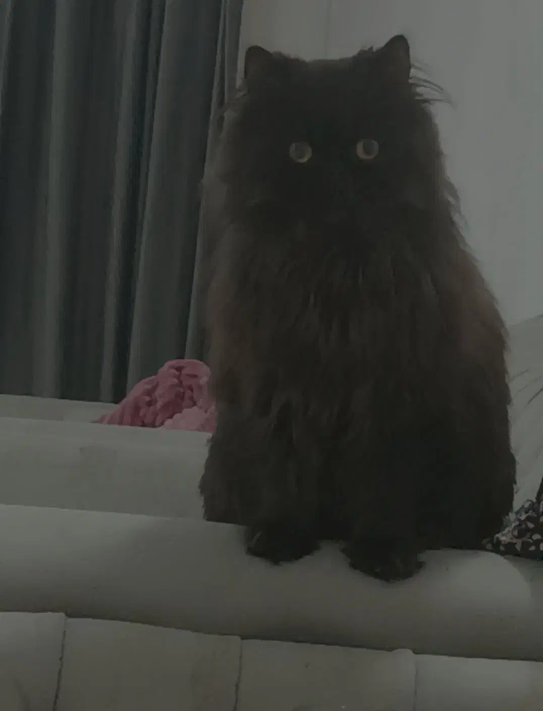 پرشین|گربه|میان جلگه, |دیوار