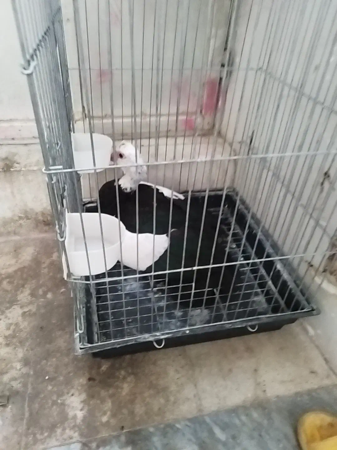 اردک نژاد اسرائیلی|حیوانات مزرعه|شهریار, کرد امیر|دیوار