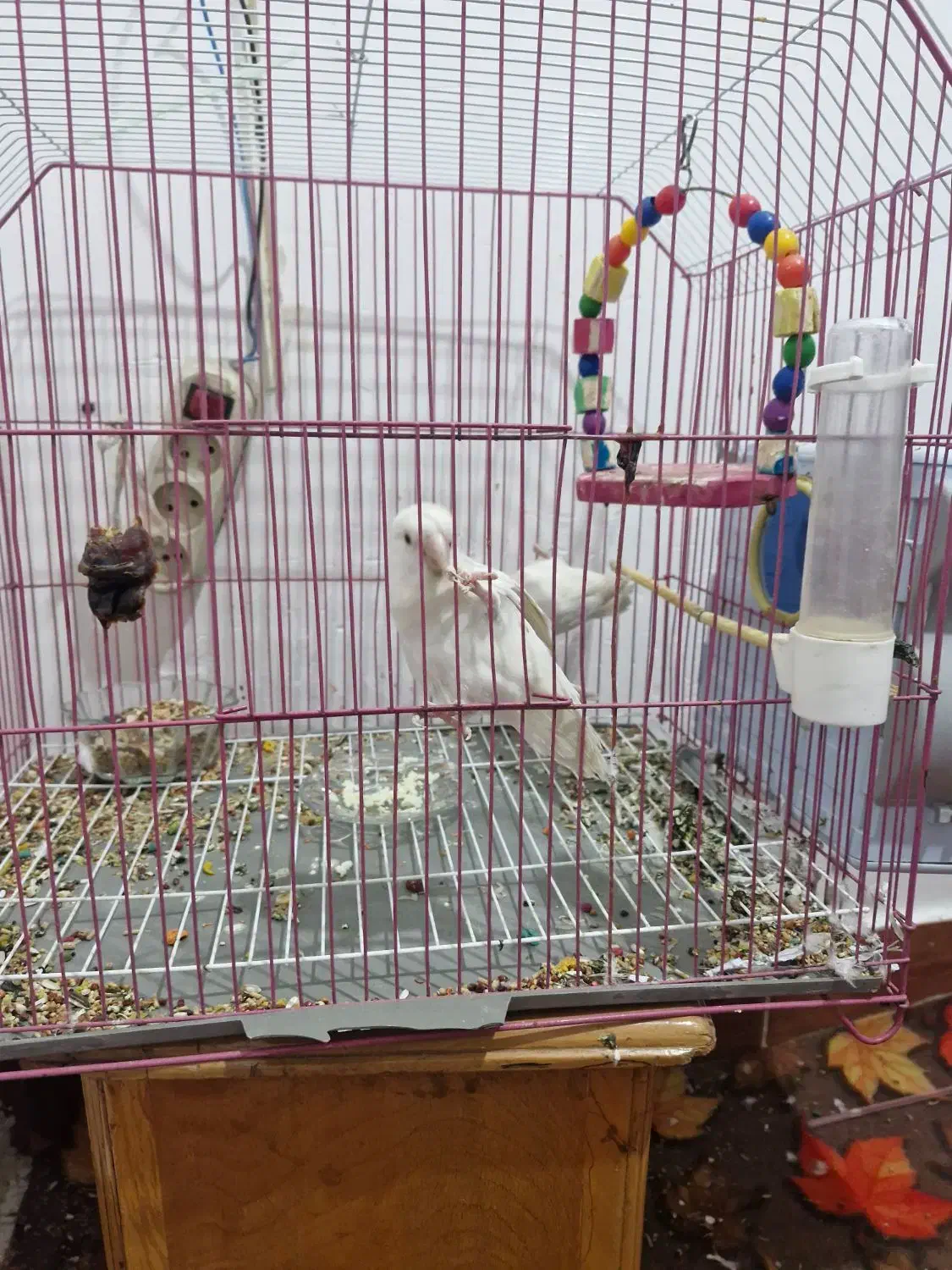 یک جفت طوطی برزیلی آلبینو|پرنده|آبادان, |دیوار