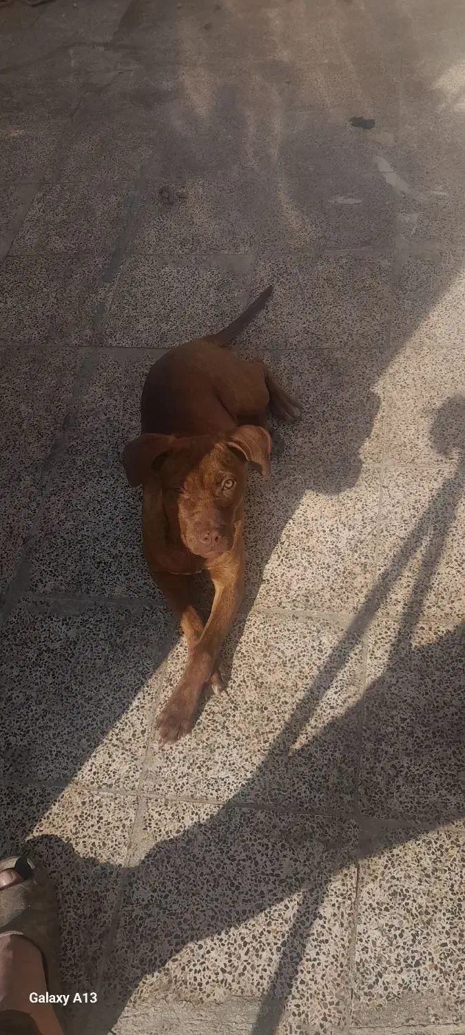 سگ پیتبول|سگ|اسلام‌شهر, شهرک توحید|دیوار