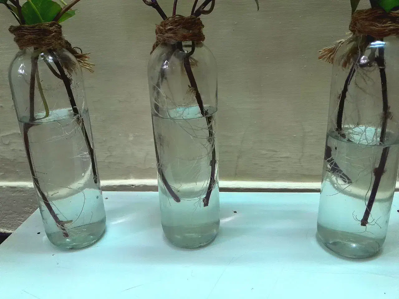 پیچک با گلدون|گل و گیاه طبیعی|اهواز, شریعتی جنوبی|دیوار