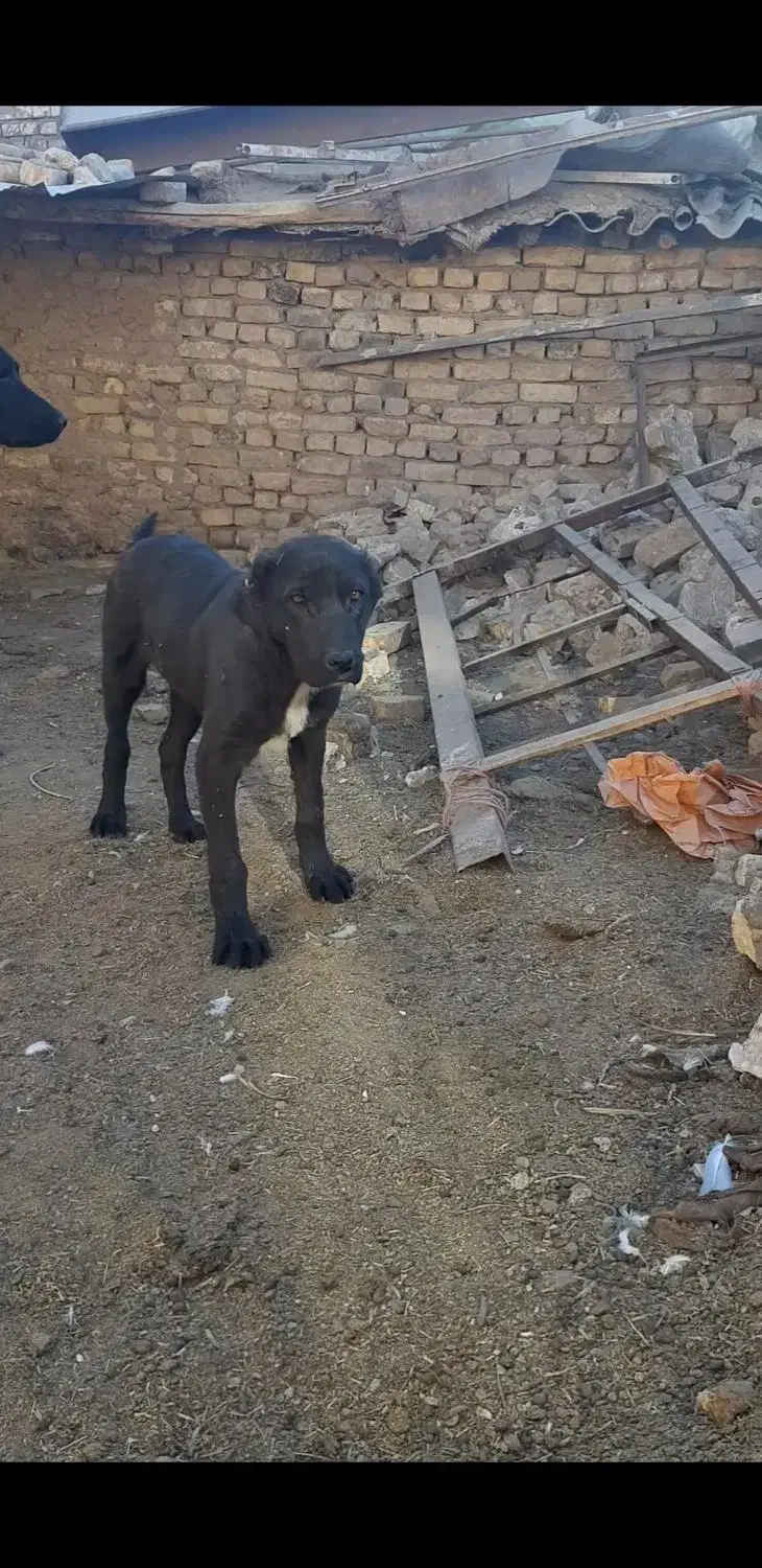 سگ گله|سگ|تربتحیدریه, پائین ولایت|دیوار