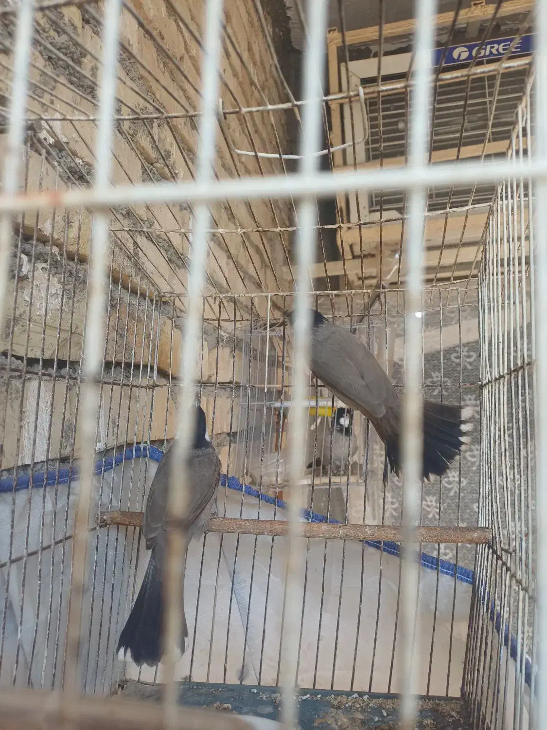 غناری|پرنده|کارون, |دیوار