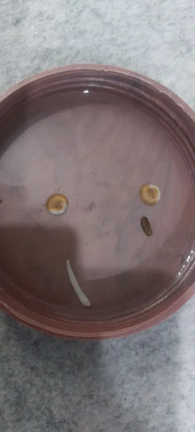 مهره|ماهی|شوشتر, |دیوار