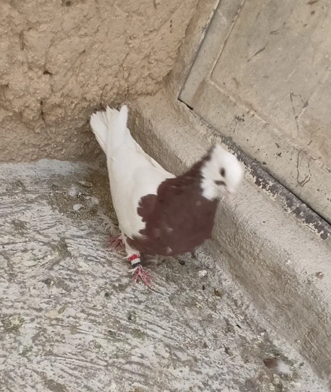 کفتر|پرنده|شیراز, ریاستی|دیوار