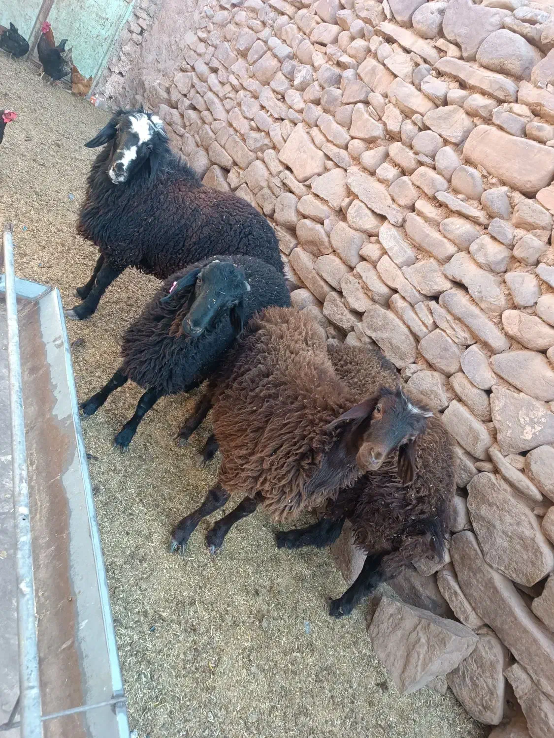 بره قوچ همو|حیوانات مزرعه|تربتحیدریه, باغ ملی|دیوار