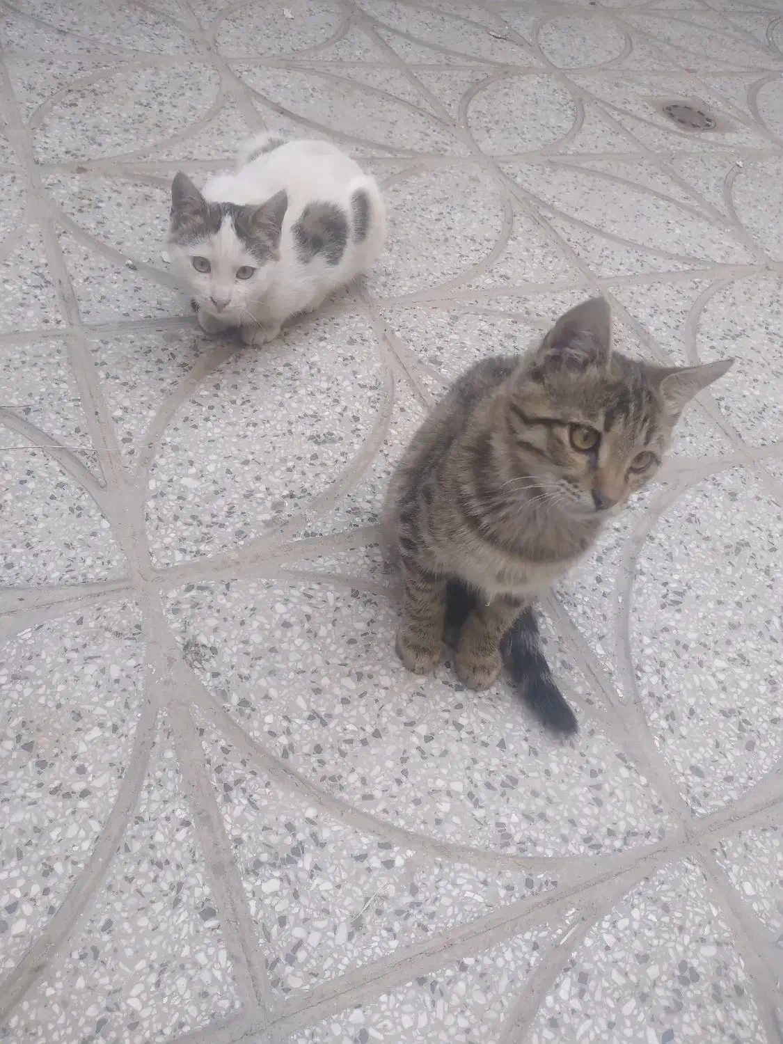 گربه تمیز وخانگی وسالم|گربه|صحنه, |دیوار