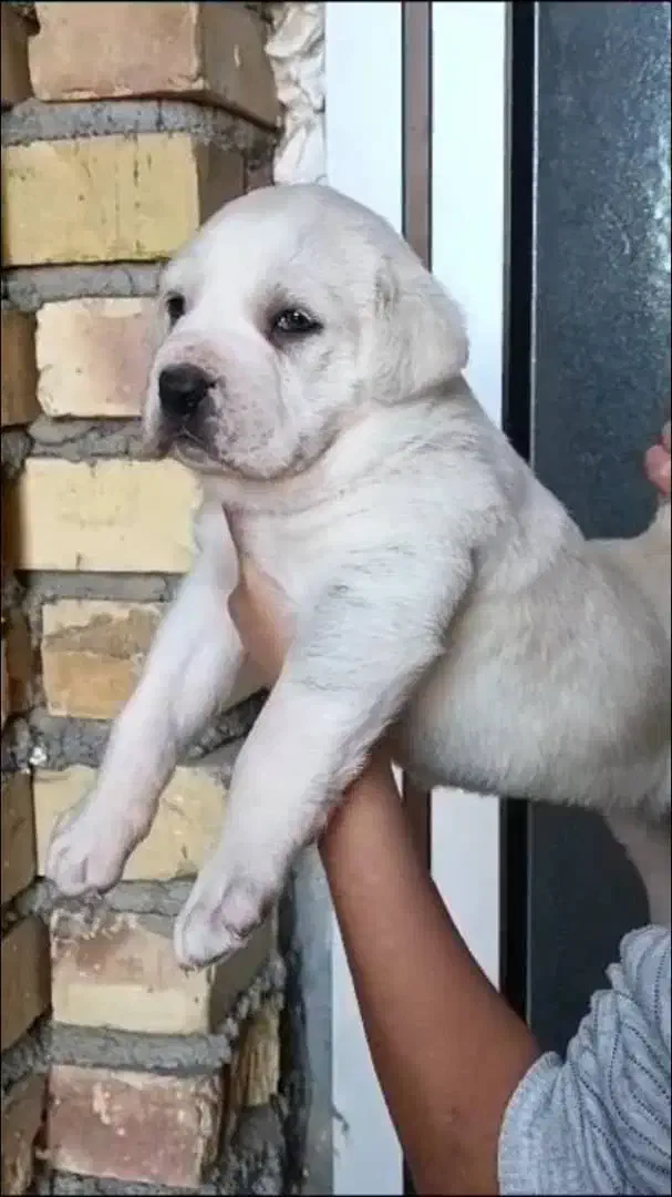 سگ الابای نژاد روس|سگ|اصفهان, نقش جهان|دیوار