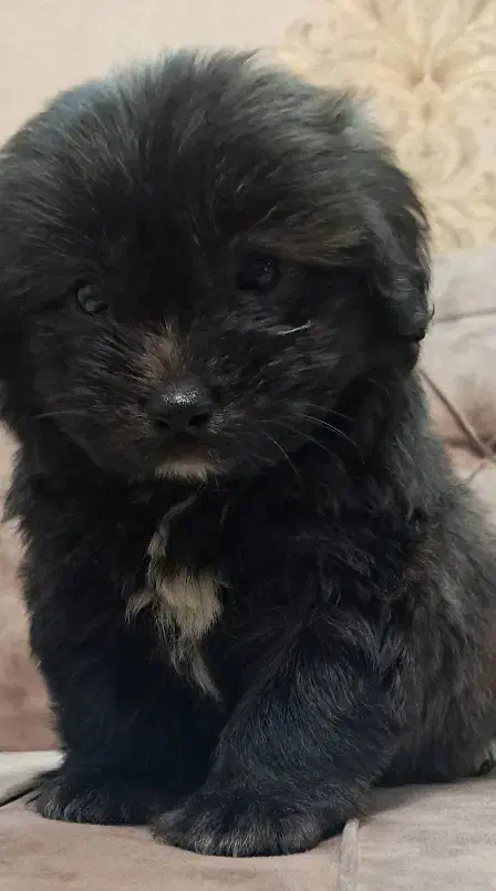 اروم بی سرصدا|سگ|صباشهر, |دیوار