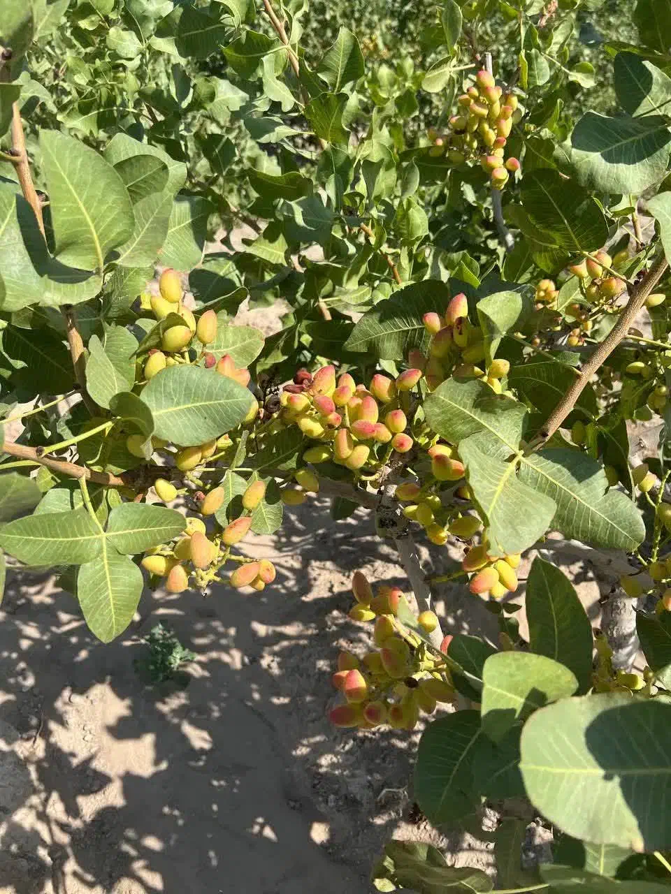 تولید نهال پسته بادامی|خدمات باغبانی و درختکاری|بجنورد, |دیوار