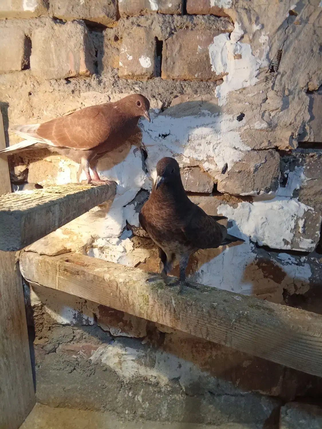 یک جفت جوجه کفتر مخلفه بوم ندیده پرشی|پرنده|کاشان, فاز ۲ ناجی آباد|دیوار