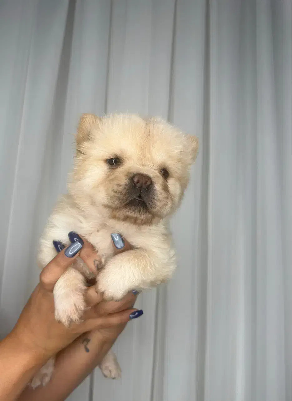 واگذاری توله چاو چاو|سگ|پاکدشت, پاکدشت (مامازند)|دیوار