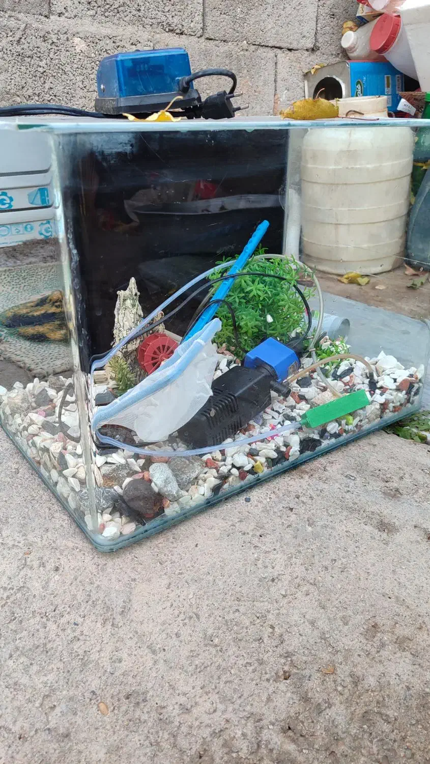 آکواریوم|ماهی|میاندوآب, |دیوار