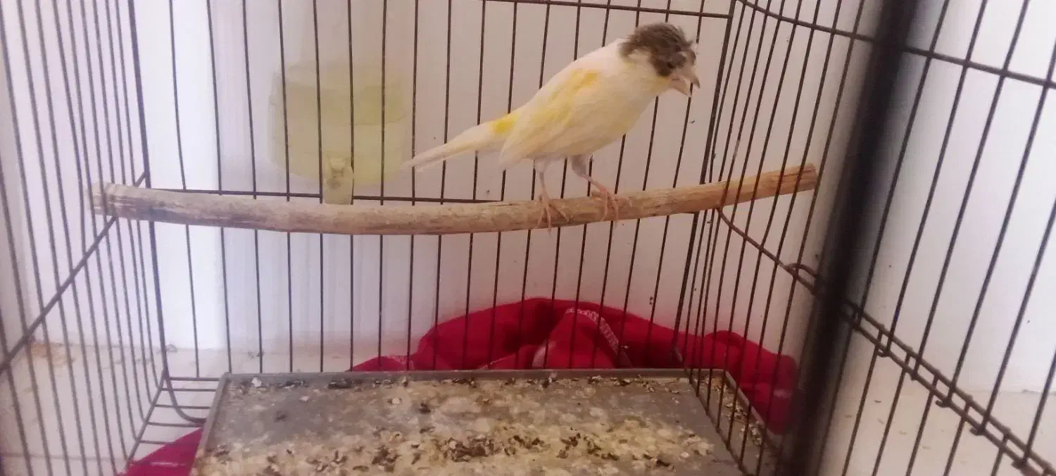 پرنده|پرنده|گرگان, |دیوار