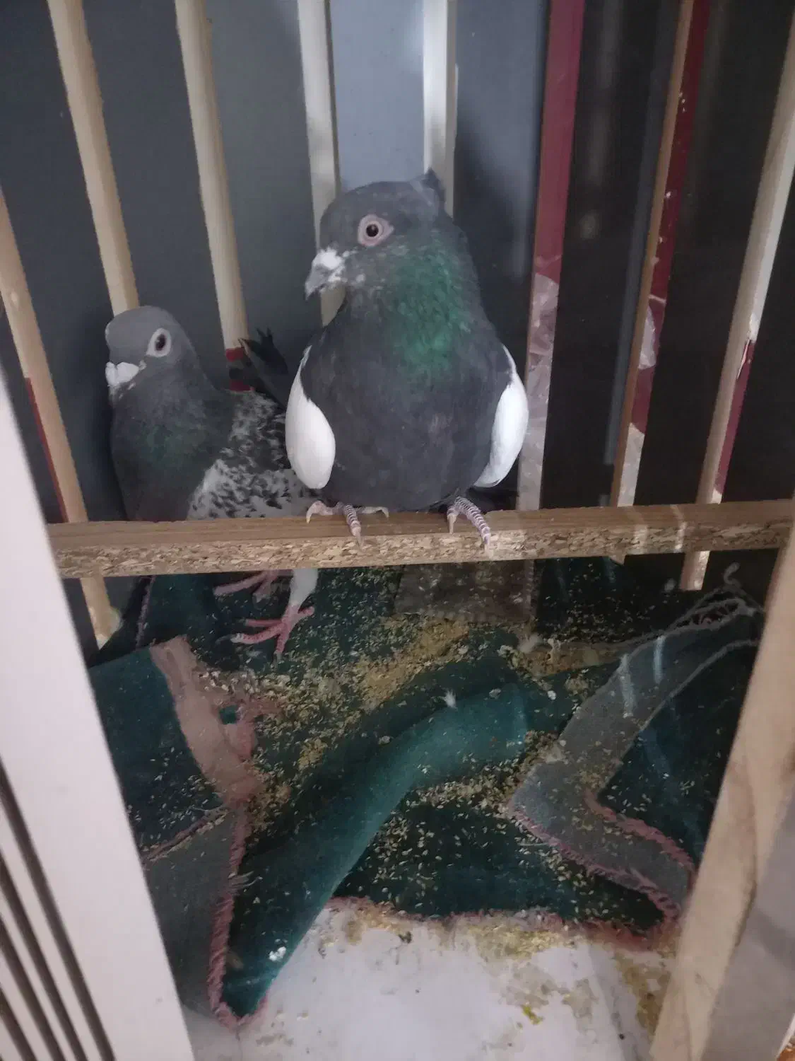 کفتر سینه|پرنده|جوین, |دیوار