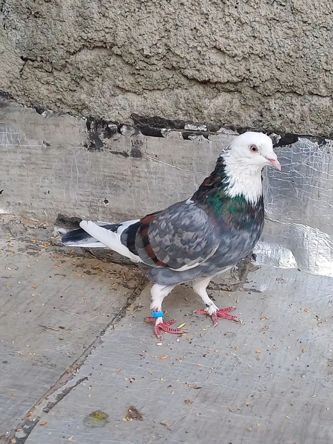 کفتر یا کبوتر شازده سرور سو قدیم|پرنده|شاهدشهر, |دیوار