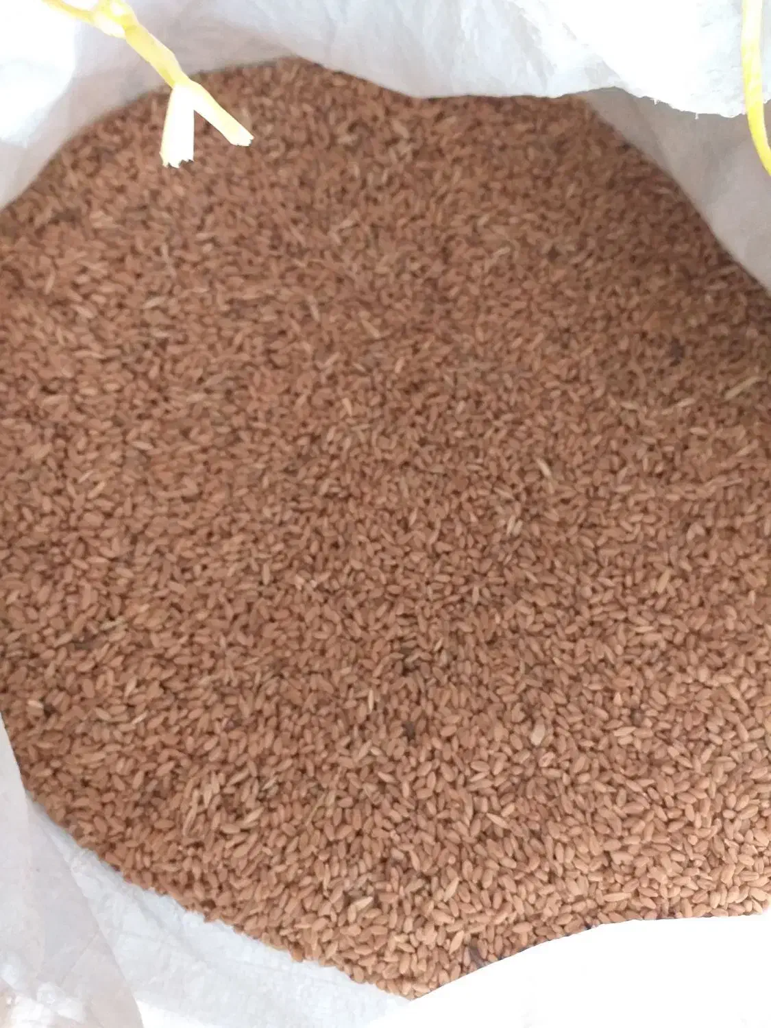 گندم مهرگان ۱تن|عمده‌فروشی|گتوند, |دیوار