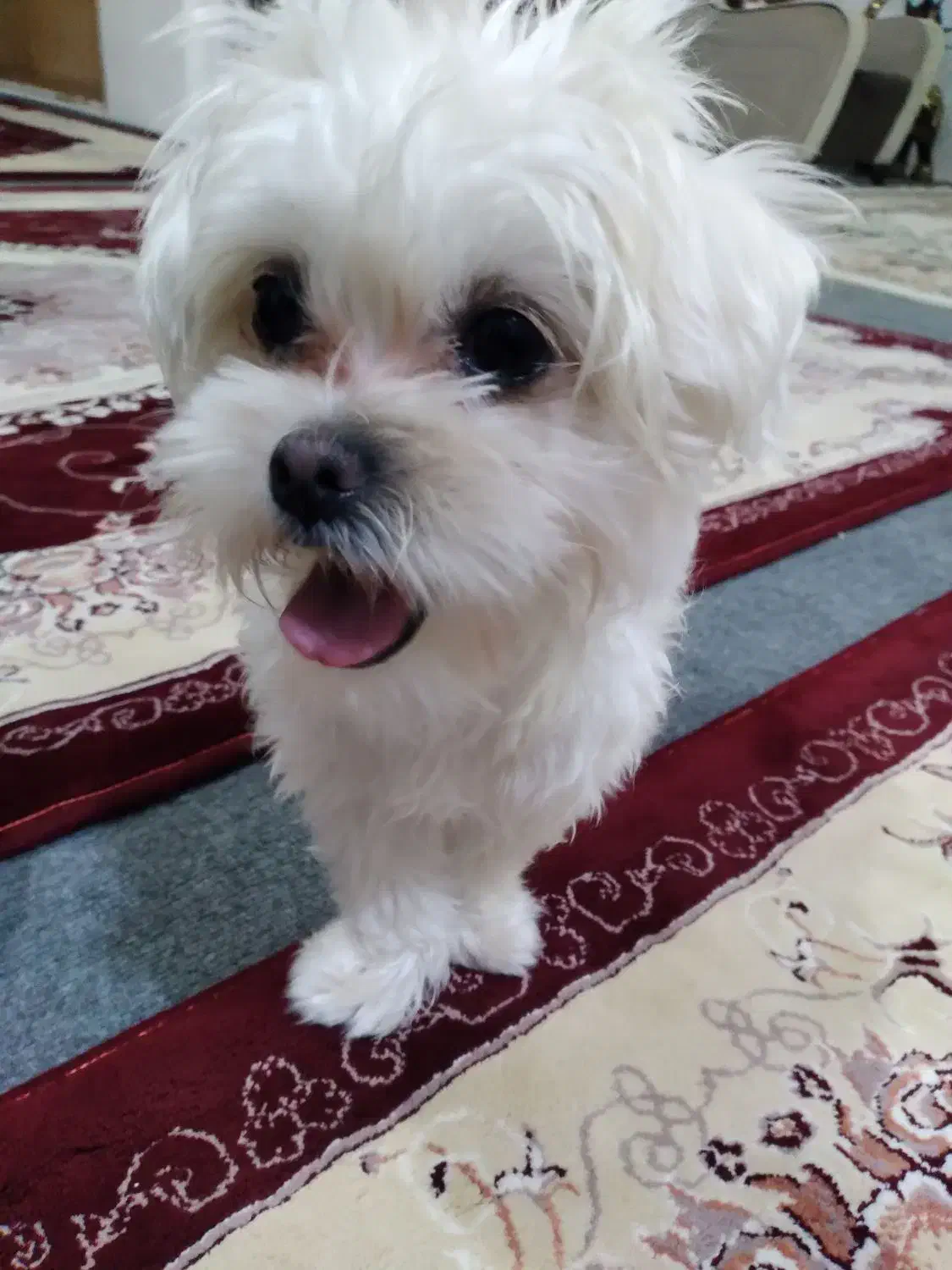 سگ خانگی|سگ|بازرگان, |دیوار