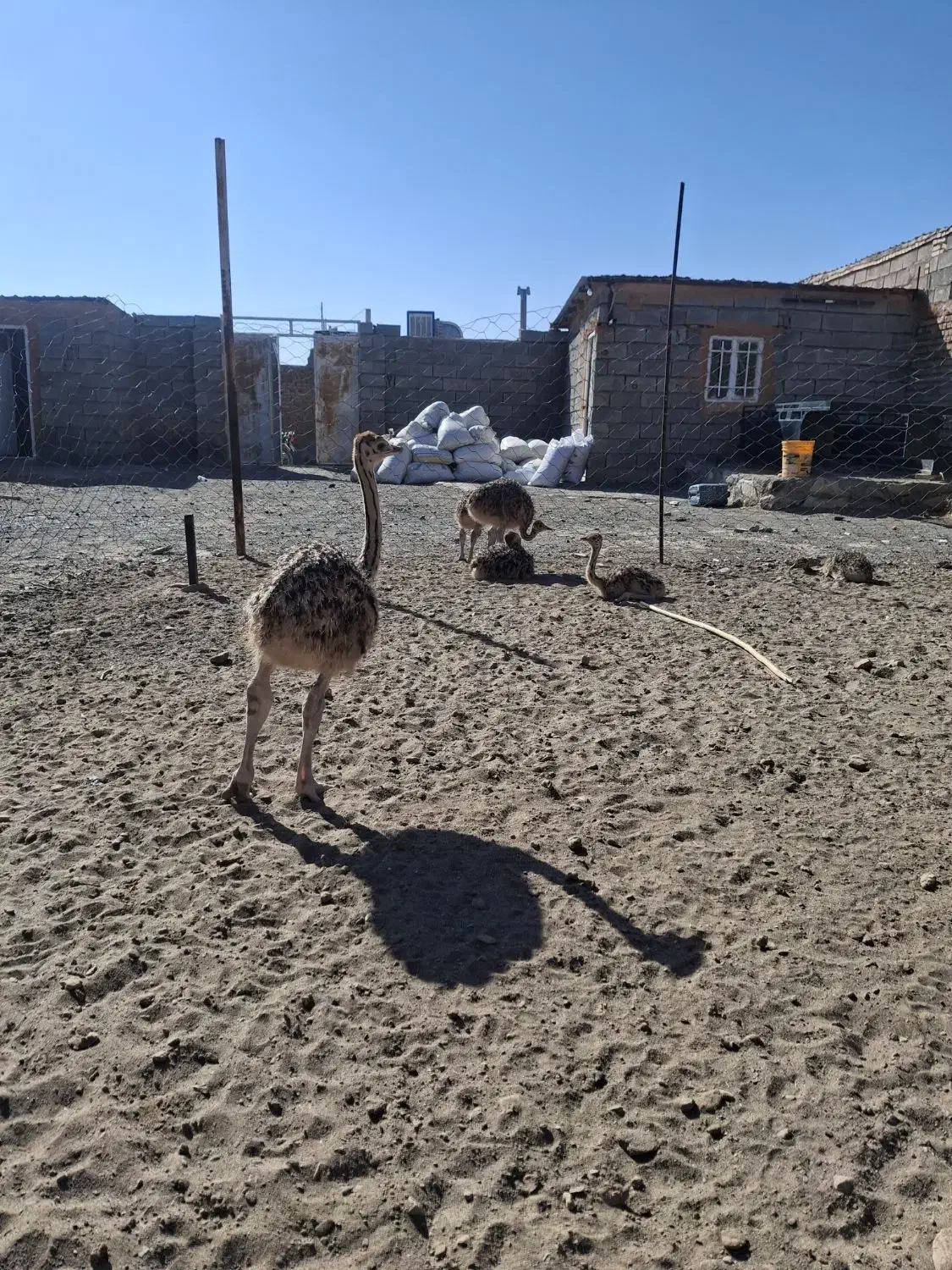 جوجه شتر مرغ|حیوانات مزرعه|سبزوار, قصبه غربی|دیوار