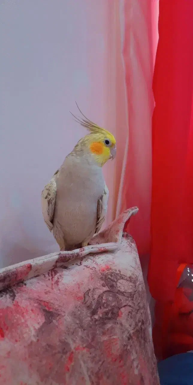 عروس ماده|پرنده|رشت, رشتیان|دیوار