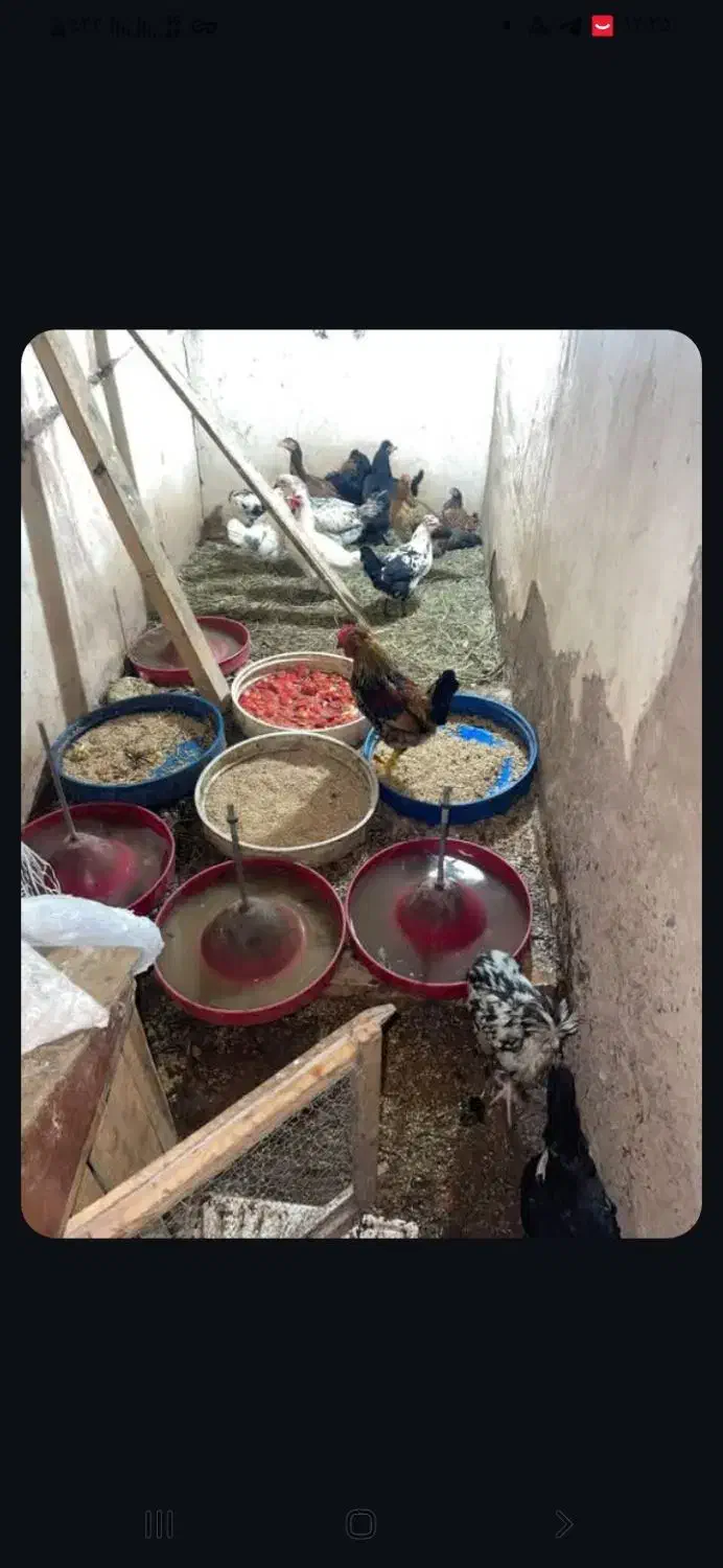 مرغ وخروس زینتی|حیوانات مزرعه|مرند, |دیوار