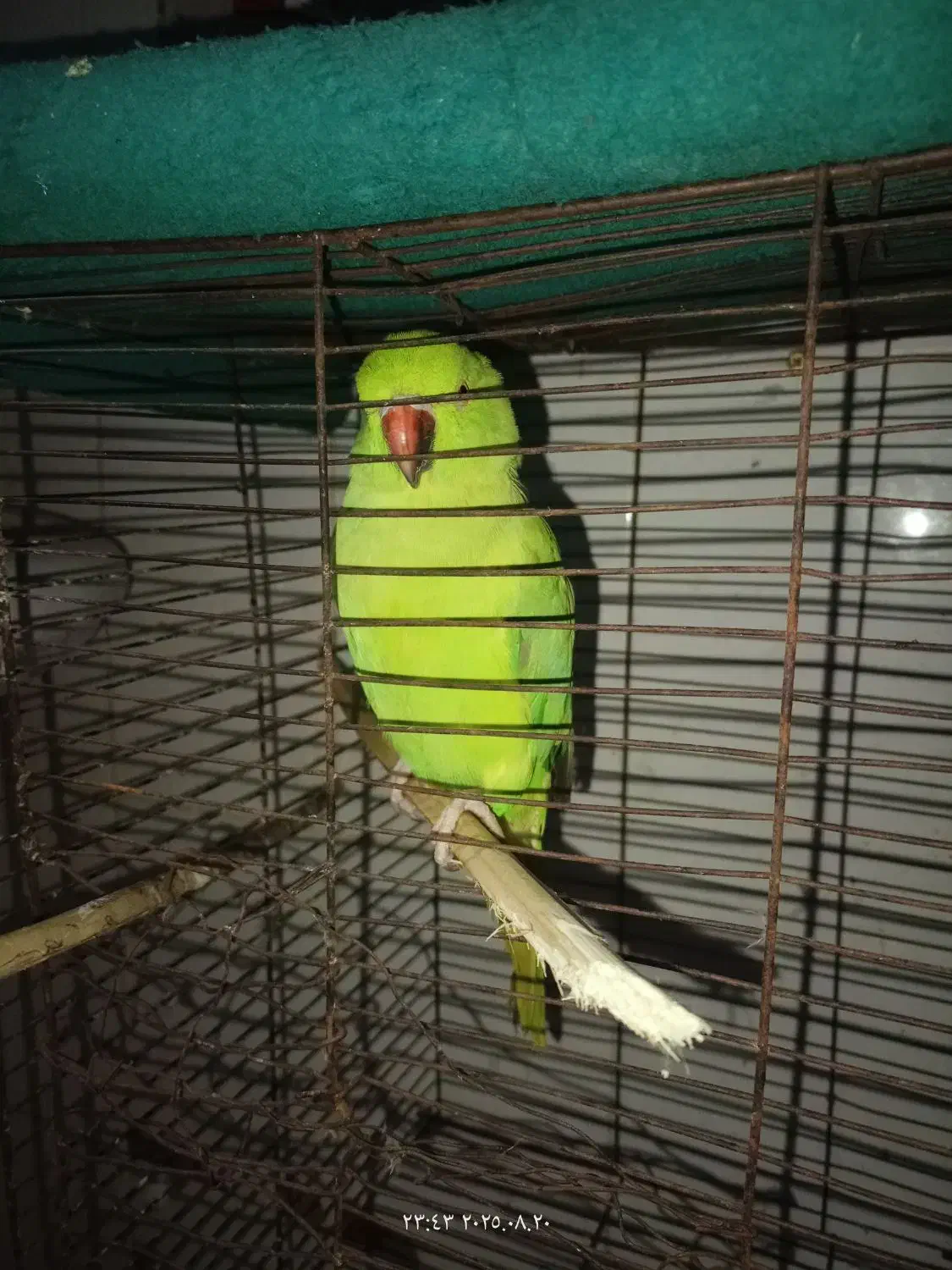 طوطی|پرنده|اهواز, کوی علوی|دیوار