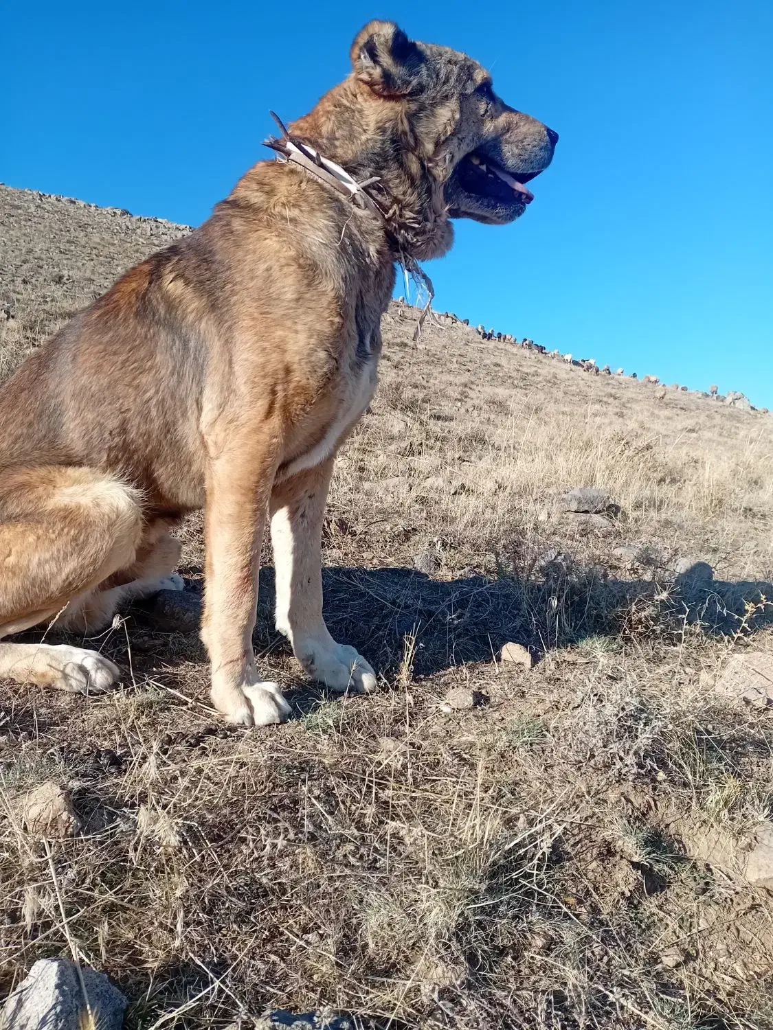 سگ سرابی|حیوانات|اهر, |دیوار