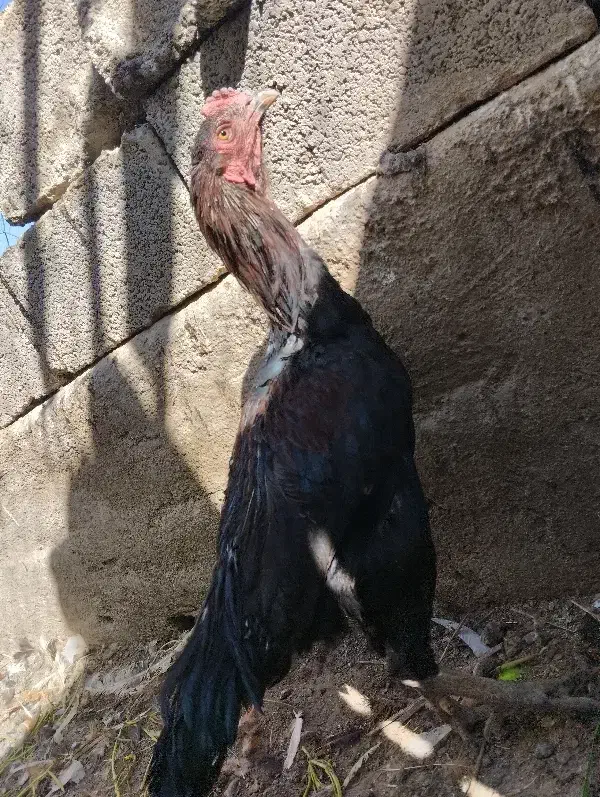 خروس لاری|حیوانات مزرعه|بروجرد, |دیوار