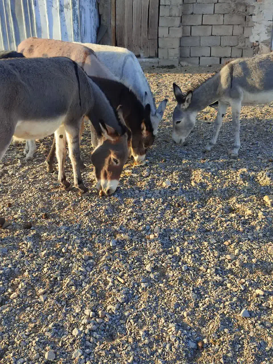 الاغ نر و ماده|حیوانات مزرعه|شاهرود, |دیوار