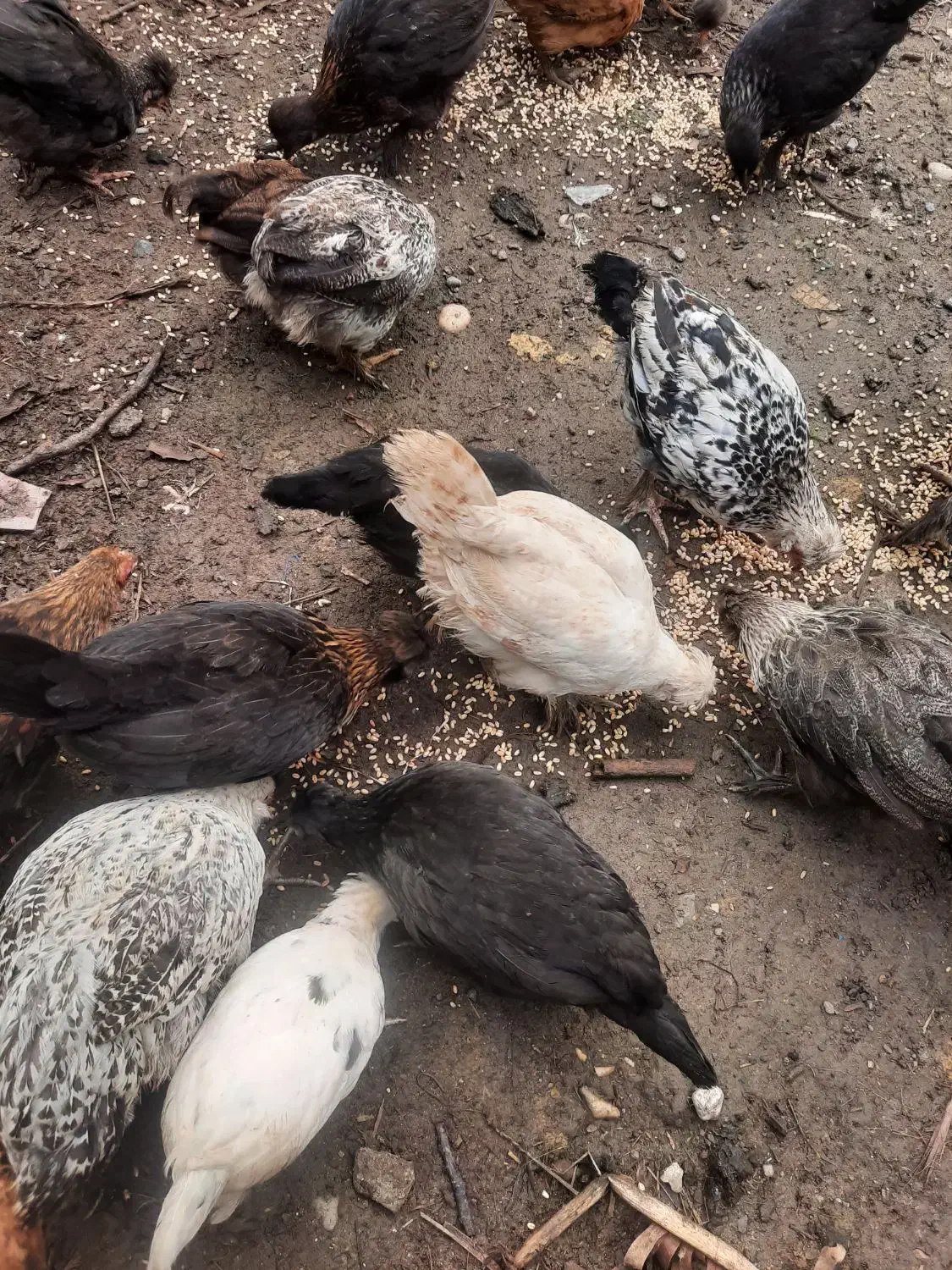 فروش مرغ و جوجه گلین|حیوانات مزرعه|نوشهر, |دیوار