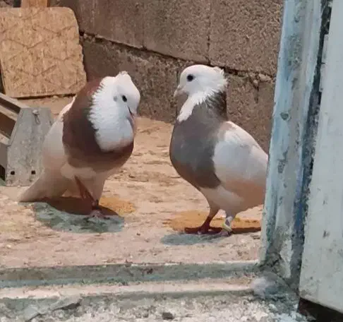 کبوتر طوقی|پرنده|جوانرود, |دیوار