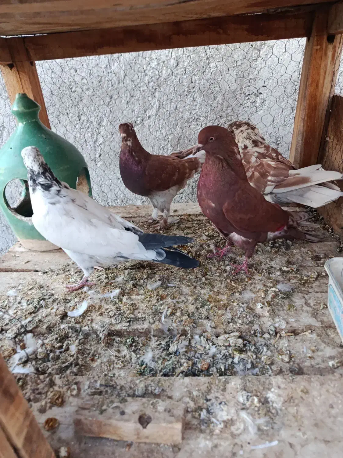 ۹عدد گرفتنی مخلفه جون|پرنده|کاشان, گریه|دیوار