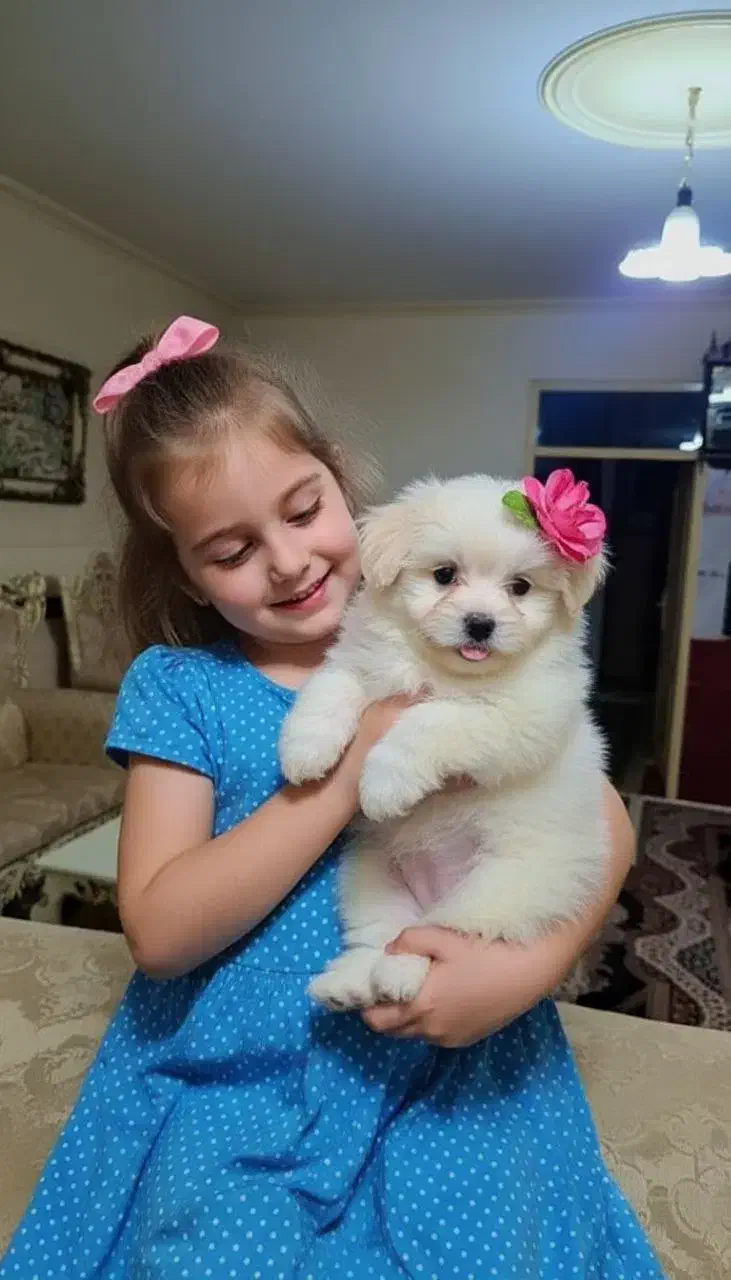 فروش سگ شیتزو فلت|سگ|تهران, شهرک غرب|دیوار