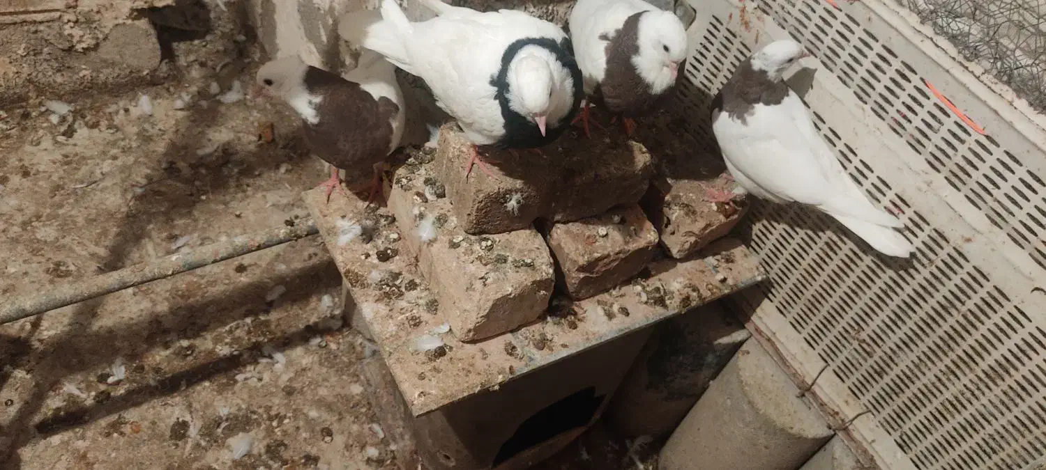 دو جفت جوجه طوق پاییزی|پرنده|ایلام, |دیوار