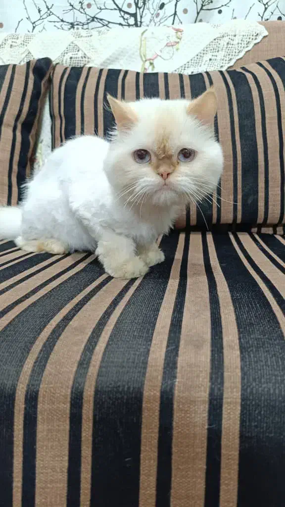 پرشین دال فیس|گربه|یزد, |دیوار