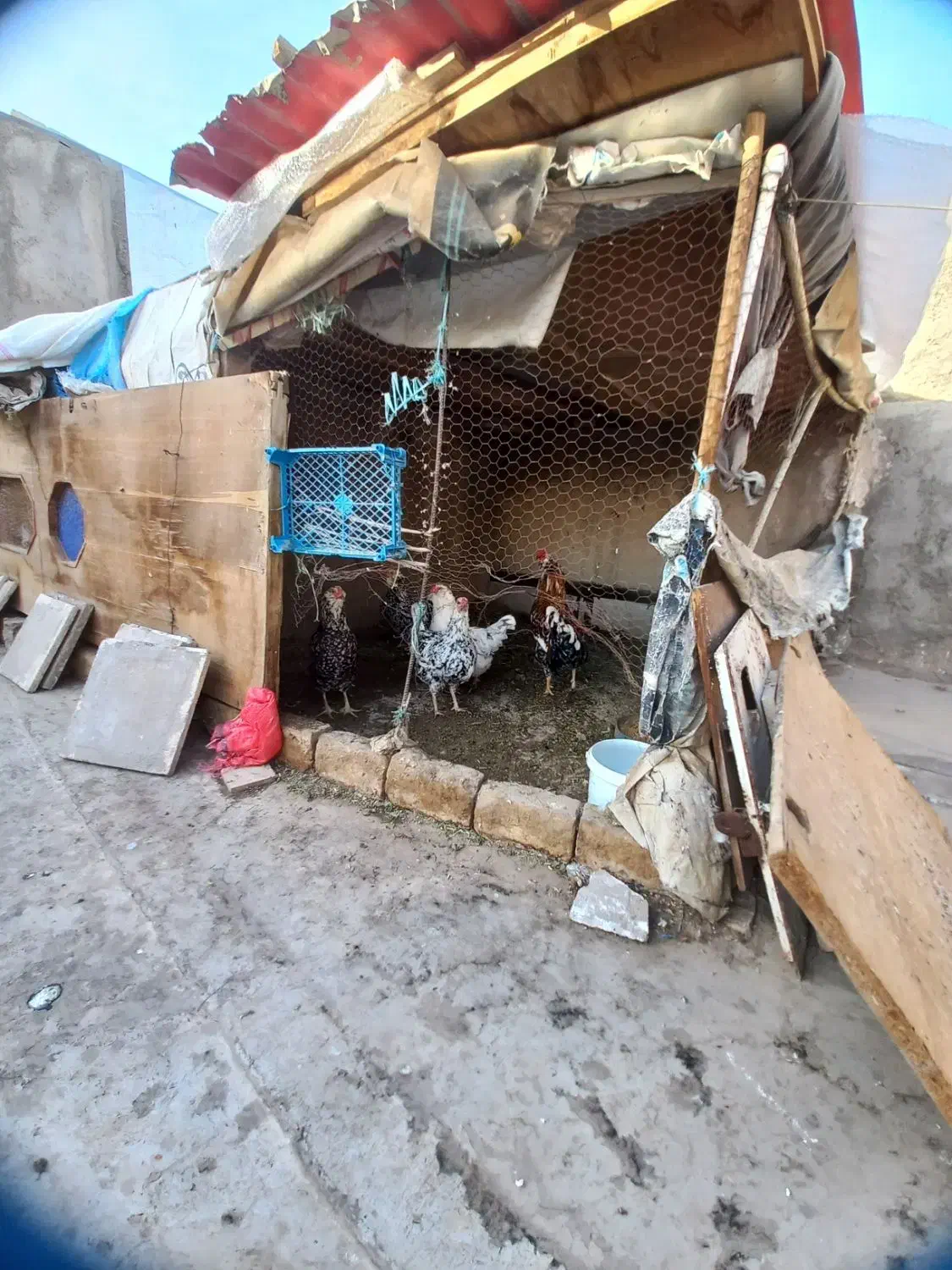 تخم گلین|حیوانات مزرعه|قم, محمد آباد|دیوار