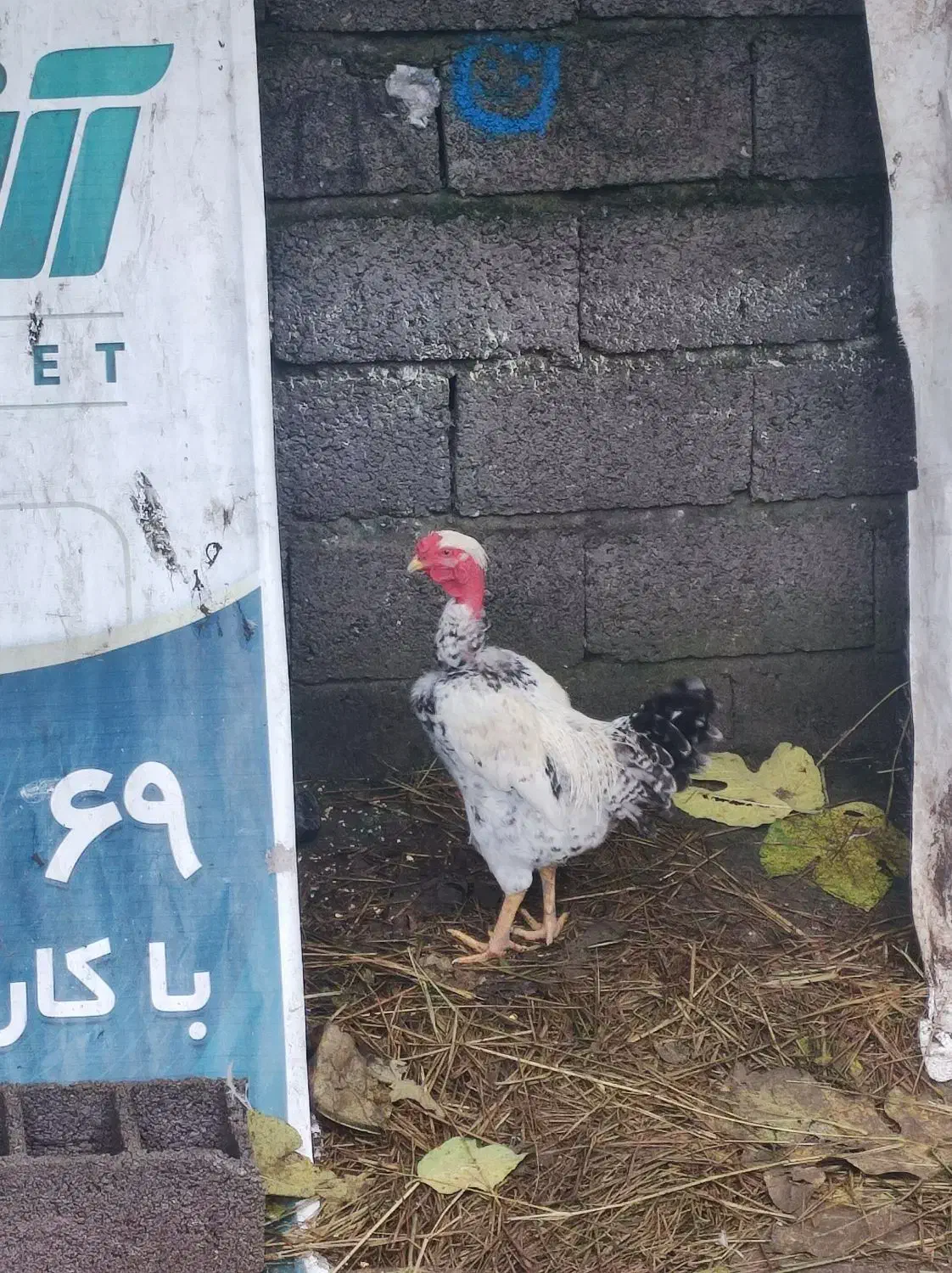 خروس گربه لختی سلطان|حیوانات مزرعه|لشت نشا, |دیوار