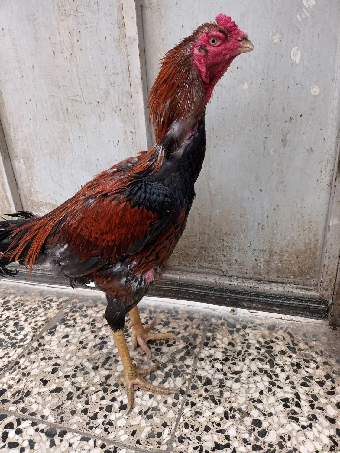 خروس‌لاری|حیوانات مزرعه|رباط‌کریم, رباط‌کریم|دیوار